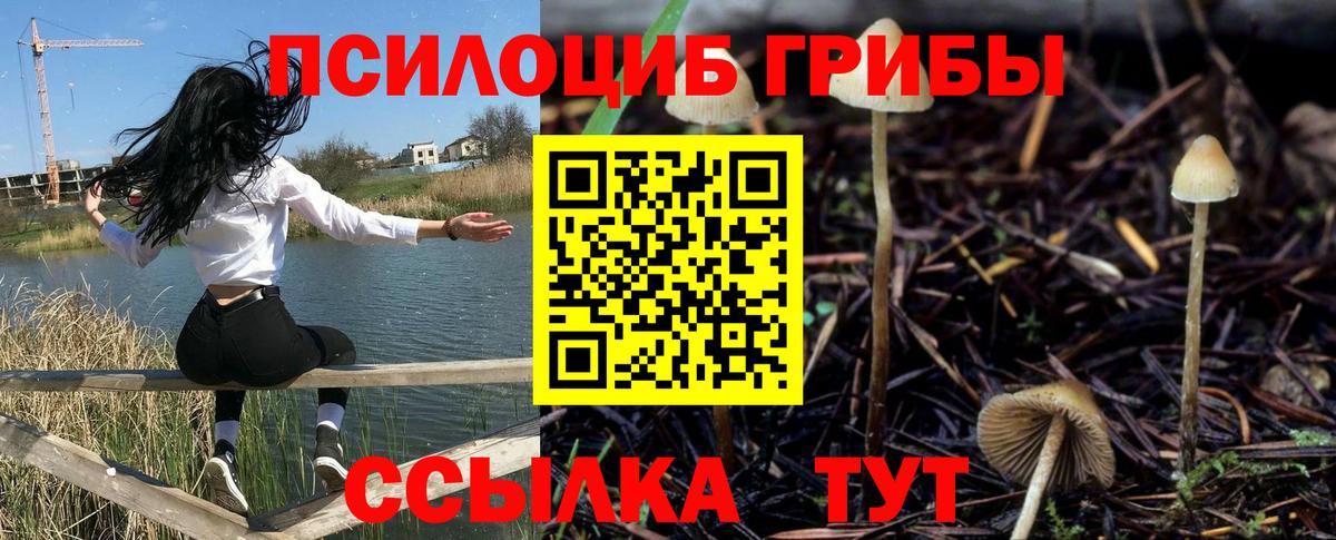 Псилоцибиновые грибы Psilocybine cubensis Тосно